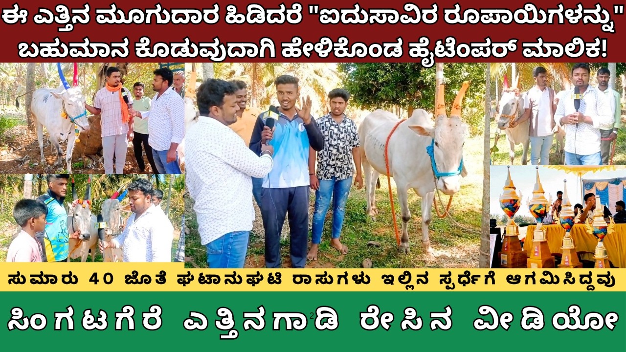 ಈ ಎತ್ತಿನ ಮೂಗುದಾರ ಹಿಡಿದರೆ ಐದುಸಾವಿರ ರೂಪಾಯಿಗಳನ್ನು ಬಹುಮಾನವಾಗಿ ಕೊಡುವುದಾಗಿ ಹೇಳಿಕೊಂಡ ಹೈಟೆಂಪರ್ ಎತ್ತಿನ ಮಾಲಿಕ