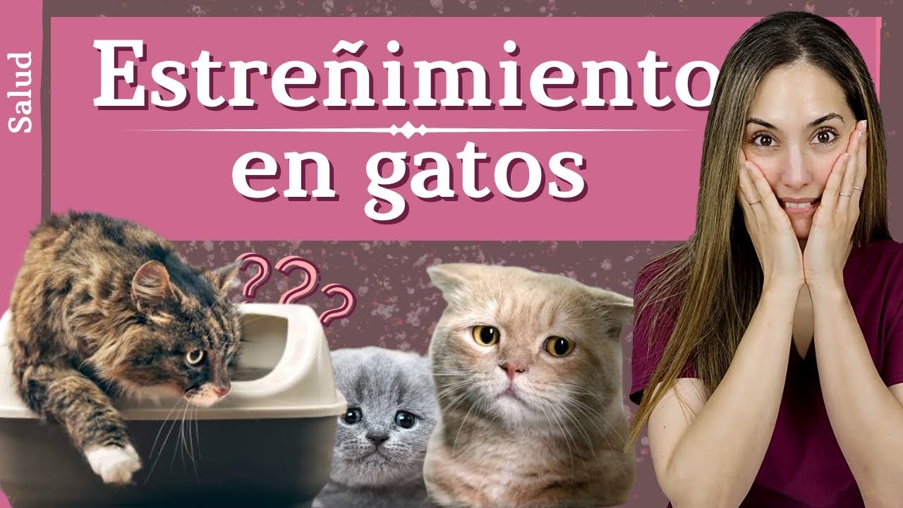 ¿Por qué tu gato está estreñido? | ¿Cómo le puedes ayudar?