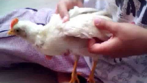 30 Haziran 2015 13:30 (UTC) tarihli web kamerası videosu