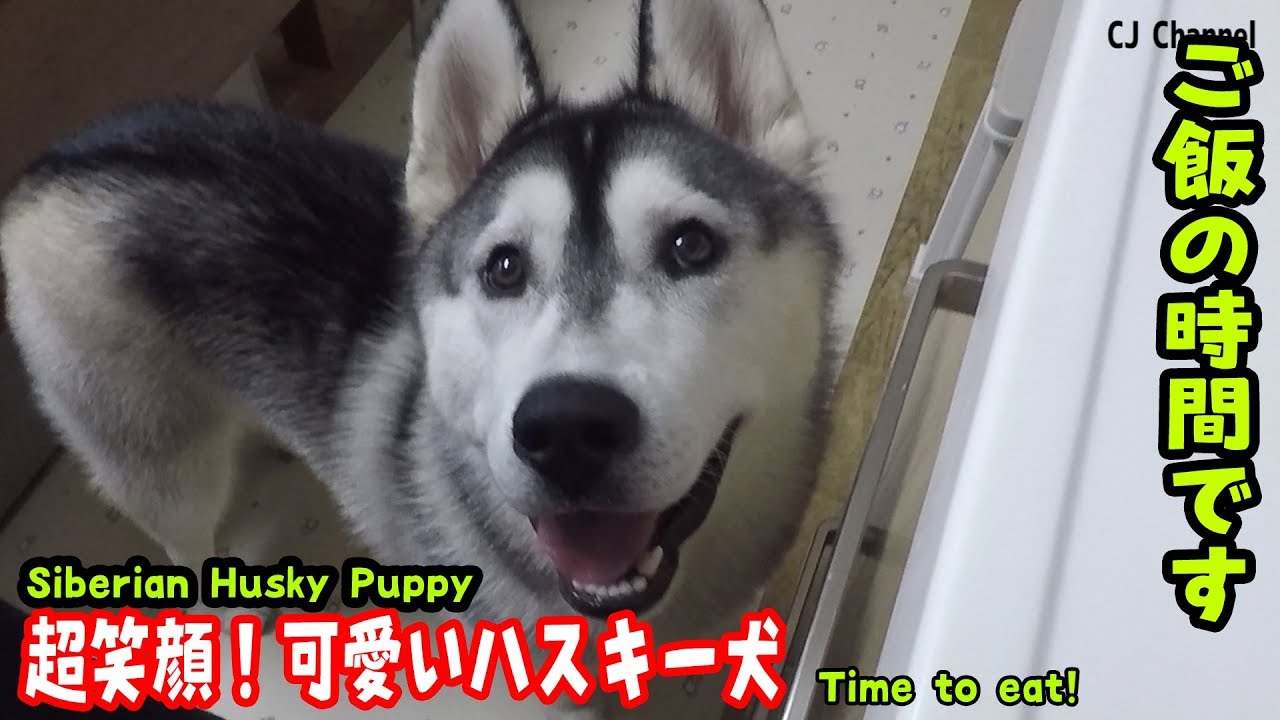 ご飯の時間は超笑顔のハスキー犬が可愛い Husky Puppy Youtube