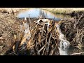 Draining the beast the epic removal of a gigantic beaver dam