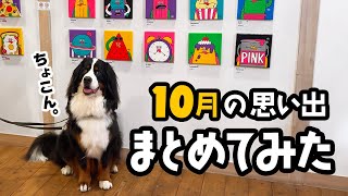 10月の思い出まとめてみた【2歳3ヶ月バーニーズ】
