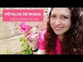 Deshidrata pétalos de rosas fácil en casa, conserva y prepara tres bebidas sencillas con ellos.