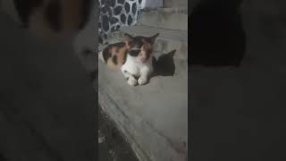 si bumil lagi santuy kawan#kucing kampung
