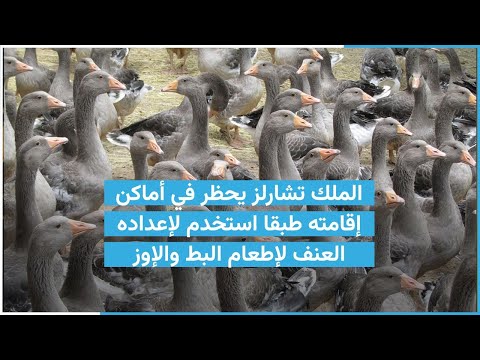 الملك تشارلز يحظر في أماكن إقامته طبقا استخدم لإعداده العنف لإطعام البط و الإوز