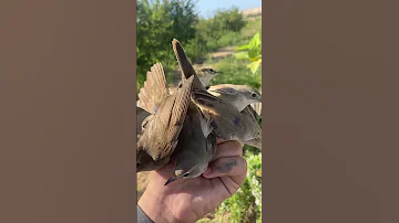 شحيم او دخيل سنه2023 صيد مطروح 