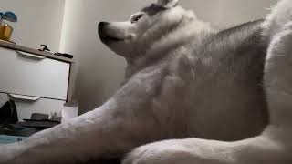 Relaxing Video Of My Dog Sleeping On Her 13Th Birthday