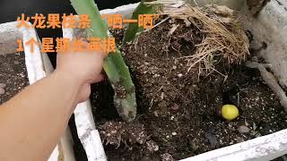 火龙果枝条“晒3个月！不用生根粉也能长满根#阳台种菜