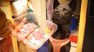 ASMR Pitbull Chow Chow Mix Eating RAW MEAT