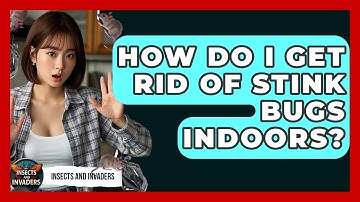 How Do I Get Rid Of Stink Bugs Indoors? - Insects and Invaders