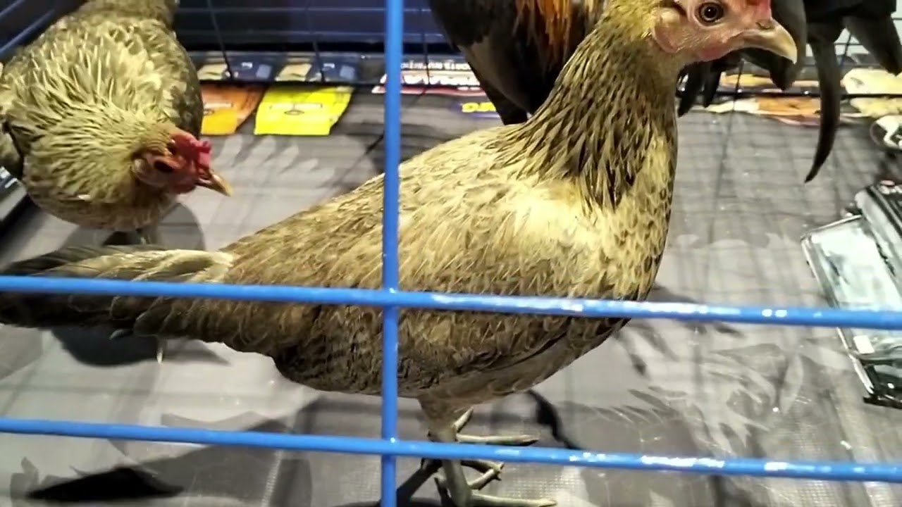 DAY 1 PHILIPPINE BREEDERS FESTIVAL SMX CONVENTION CENTER PASAY CITY 