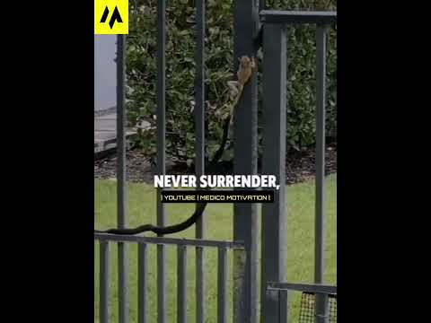 |Never Give Up