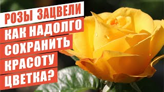 КАК НАДОЛГО СОХРАНИТЬ КРАСОТУ ЦВЕТКА И ПРОДЛИТЬ ЦВЕТЕНИЕ РОЗЫ?