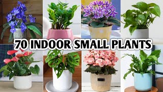 70 Indoor Small Houseplants | Indoor Mini Plants | Tiny Plants | Plant and Planting