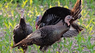 4K Turkeys (BIG TOMS STRUTTING)