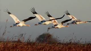 Bird flight music by Sergey Orlov screenshot 4