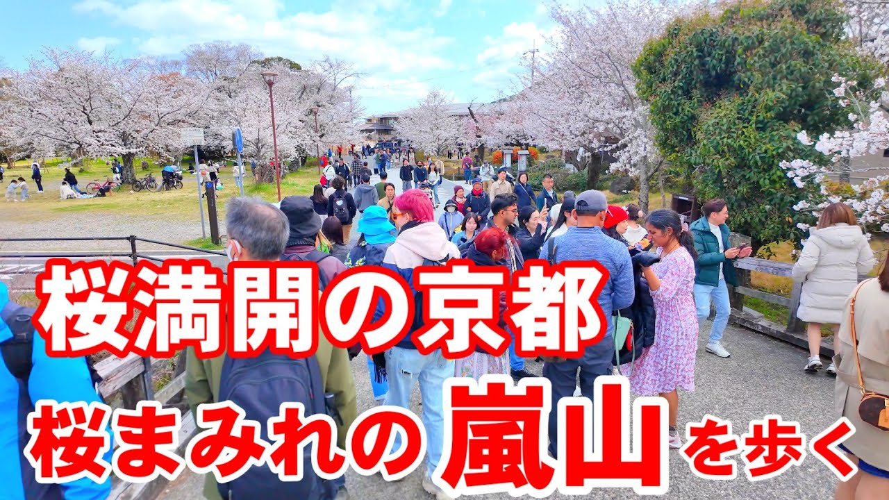 4/4(金)桜満開の京都🌸最高の天気！300本の桜咲き誇る賑わう嵐山公園周辺を歩く【4K】Cherry blossoms in full bloom in Arashiyama, Kyoto