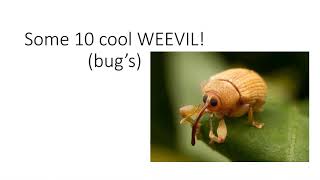 bugslideshow.mp4