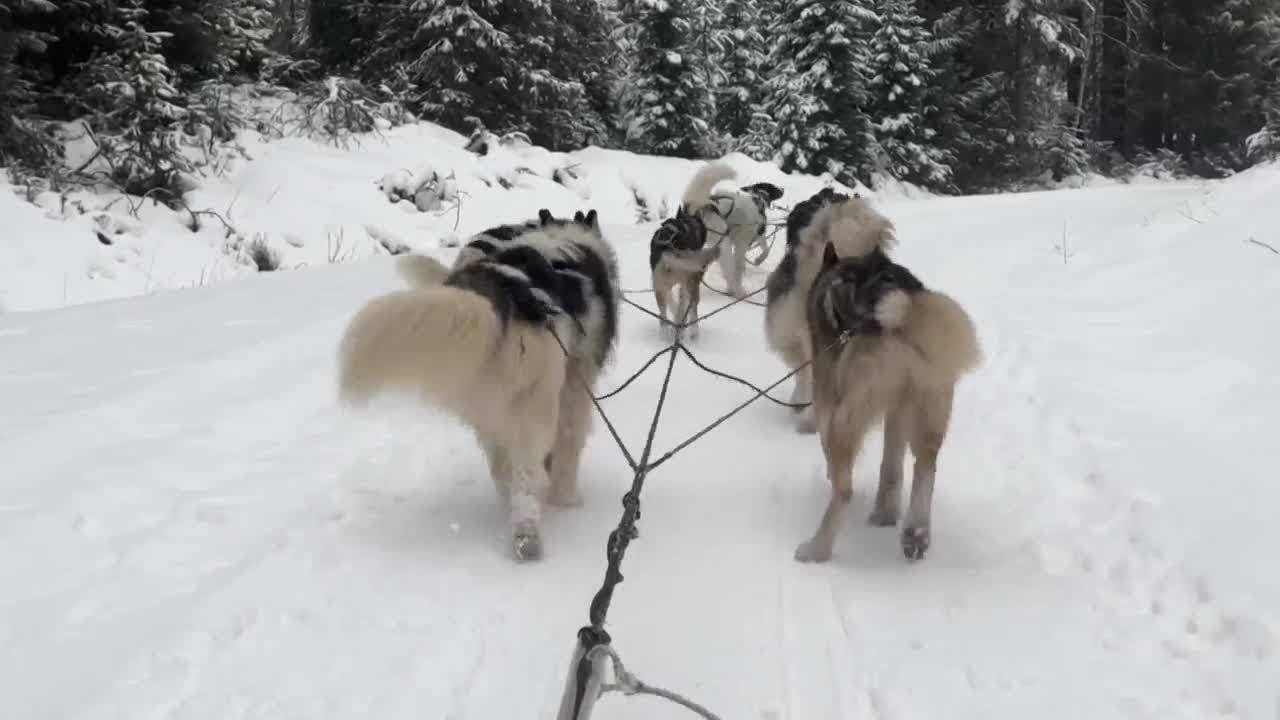 Dog Sled Adventures in Olney giving dogs a second chance at a good life