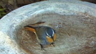 WSBC0071.AVI
