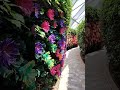 Jewel changi flower garden #shorts #shortsfeed #trendingvideo