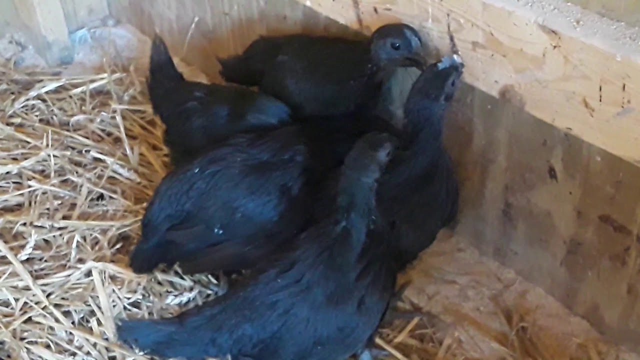 AYAM CEMANI 6 WEEKS - Out of the brooder, into the pen. 