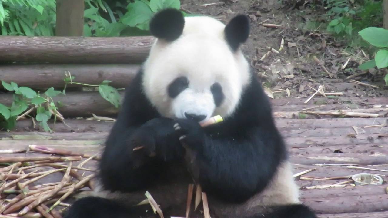 The Fastest Bamboo Shoot Eater in the East YouTube