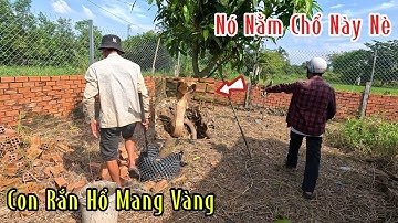 Từ Khi Phát Hiện Đất Nhà Mình Có Rắn Hổ Mang Kéo Vào Anh Chủ Không Dám Tới Đất Nhà Luôn | ĐMSB
