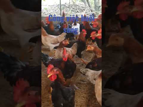 Video Gà mía thuần 106 ngày tuổi - youtube