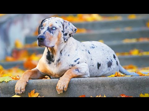 वीडियो: 12 सोफे आलू कुत्ते नस्लों