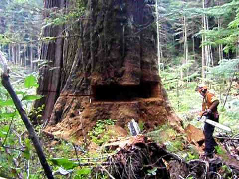 Video: Šta je drvo Toborochi - saznajte više o uzgoju drveta Toborichi