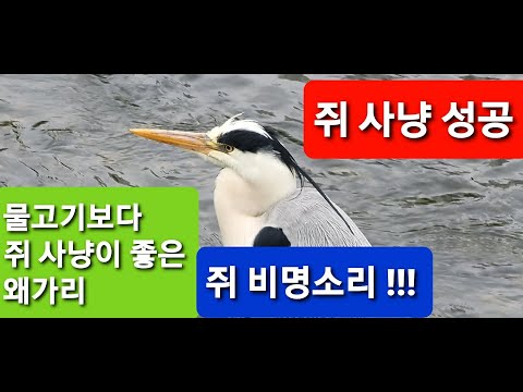 왜가리 쥐 사냥  Grey Heron mouse hunting ☆쥐  울음소리 ☆☆ 탄천에 있는쥐는 왜가리가 정리 !!! 물고기보다 쥐를 더 좋아하는 왜가리 *숨막히는 사냥**