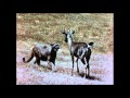 Rare Vintage Footage: Mountain Lion Attacks Deer