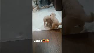The cutest creature in the world.So adorable.Priceless gift♥️♥️