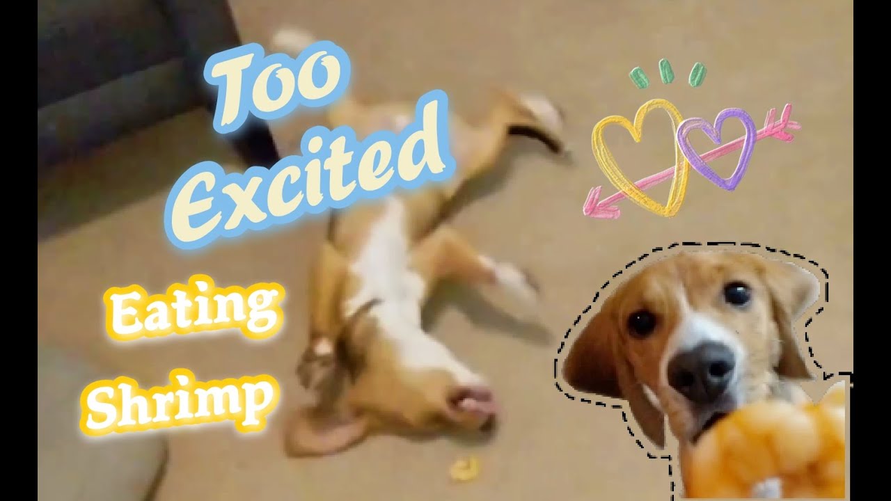 Dog gets too excited eating food | First time Dino eats shrimp 第一次吃到虾，这只比格犬“疯”了