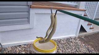 Country Club Rattlesnake Bonanza