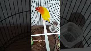 Download Lagu Lovebird Betina Konslet Minor Nada Kering Siap Gass... Jalan Lapangan Gaess MP3