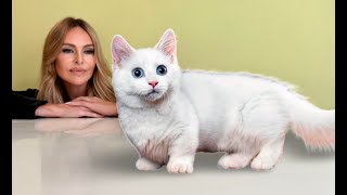 THE MUNCHKIN DWARF CAT -  HEALTHY? by Animal Watch 13,935 views 3 months ago 10 minutes, 51 seconds