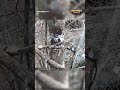 Drone Perspective Activity Detected Around Concealed Shelter#russiaukrainewar #war #militaryanalysis