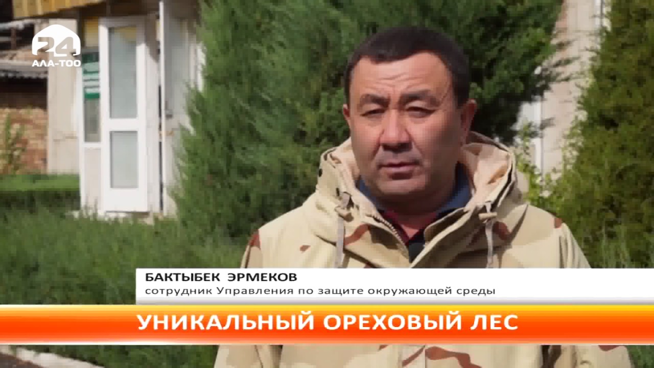 В долине Арсланбоб произрастает древний ореховый лес - YouTube