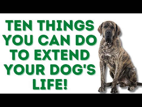 Videó: The Quest for Dog: 6 lépés a ház elkészítéséhez egy kölyök számára