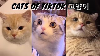 Cats of Tiktok - Cute and Funny | 愛らしい猫のコンパイル | 베스트 오브 캣츠 😸😹