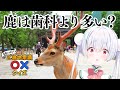 【47都道府県クイズ/朝活】初見さんも大歓迎🌞『ご当地常識○×クイズ』と元気に「おはよう」「いってらっしゃい」朝活!【雪兎ちゃう/個人勢vtuber/ライブ配信中】