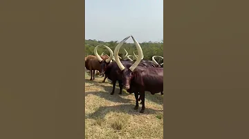 Enyankole Cattle Ng Ombe Warembo Zaidi Barani Afrika 