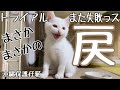 【戻】ゴミ置き場で三日間1人ぽっちで泣き続けた保護仔猫・まさかのトライアル中止!・『ちゃっぽ』帰ってくる・ディノ&ビー&ミケちゃん!
