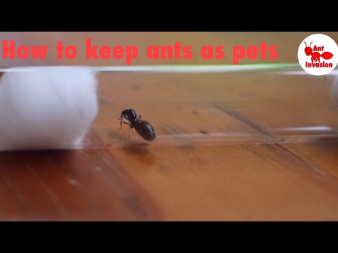 How To Keep Ants As Pets