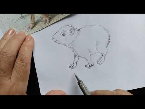 como desenhar capivara realista passo a passo em lápis de cor : 3 de 3 