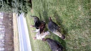 Celebrity Turkey Totem Wealth