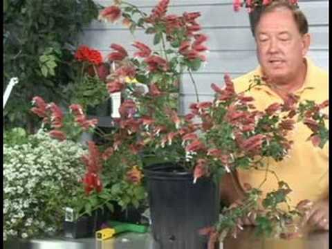 Video: Growing Shrimp Plants: How To Care For A Shrimp Plant