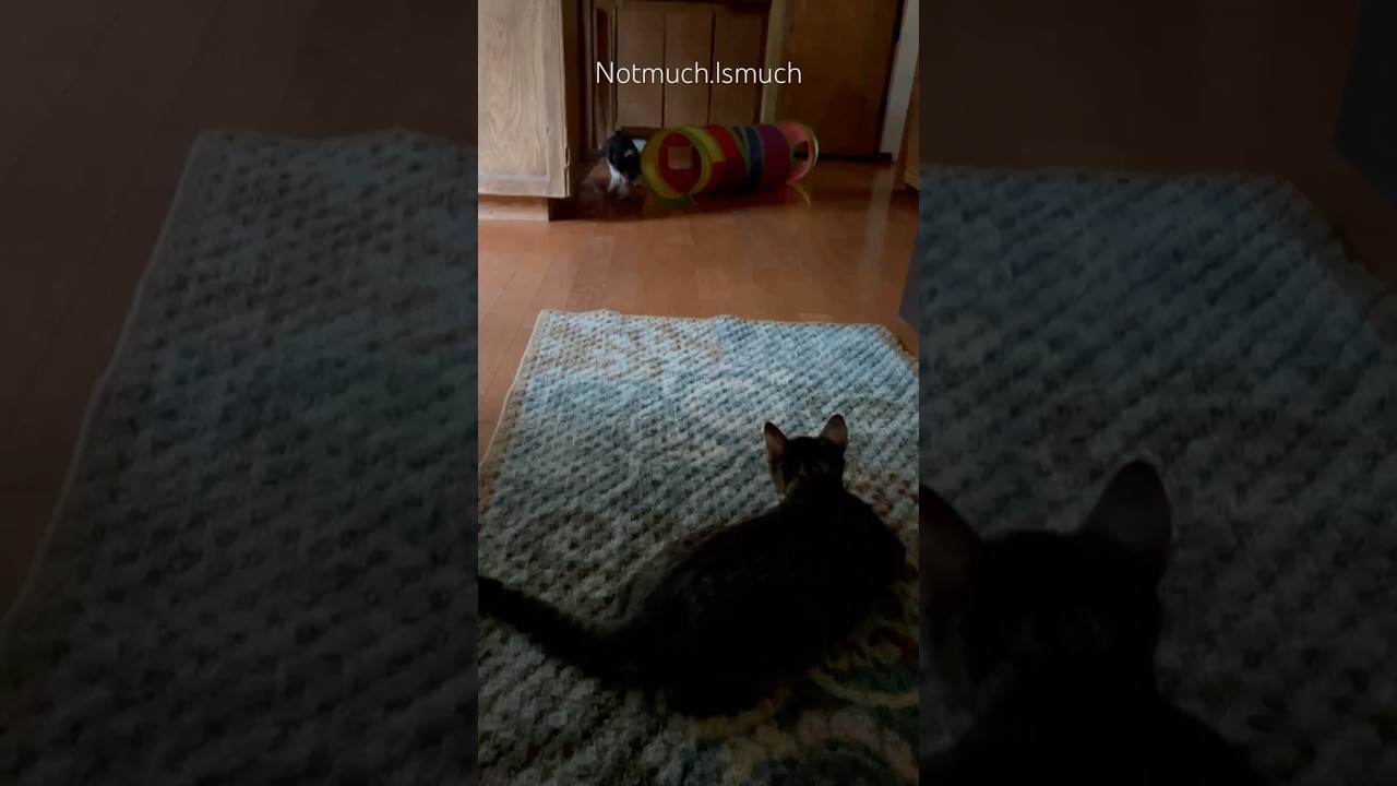 Sneak attack training 😹😹